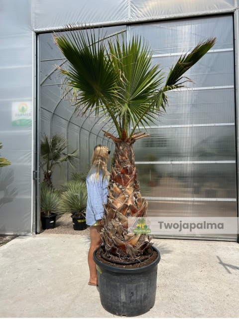 washingtonia robusta 120/140 cm pnia