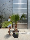 washingtonia robusta 60-80 cm pnia