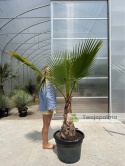 Palma Washingtonia robusta - wys. pnia: 60-80cm