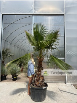 Palma Washingtonia robusta - wys. pnia: 80-100cm