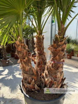 Palma Washingtonia robusta 3 pnie - wysokość całkowita: 280cm