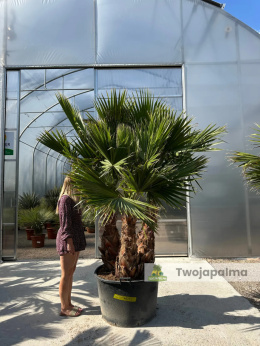 Palma Washingtonia robusta 3 pnie - wysokość całkowita: 280cm