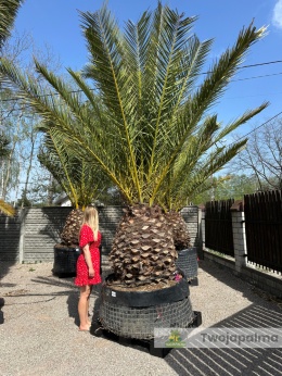 Phoenix canariensis - wys. pnia: 100-110cm, wys. całkowita z donicą: ok.400cm