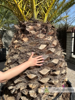 Palma Phoenix canariensis - wys. pnia: 100-110cm, wys. całkowita z donicą: ok.400cm PC11