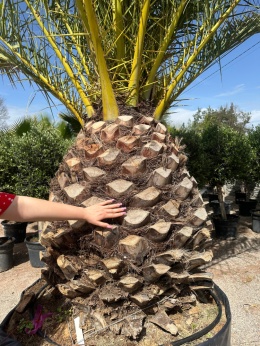 Phoenix canariensis - wys. pnia: 100-110cm, wys. całkowita z donicą: ok.450cm
