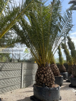 Phoenix canariensis - wys. pnia: 100-110cm, wys. całkowita z donicą: ok.450cm