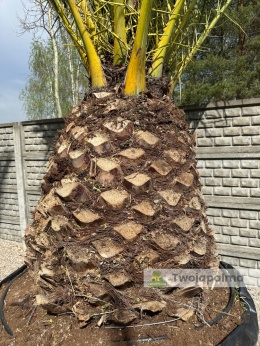 Phoenix canariensis - wys. pnia: 100-110cm, wys. całkowita z donicą: ok.450cm