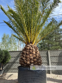 Phoenix canariensis - wys. pnia: 100-110cm, wys. całkowita z donicą: ok.450cm