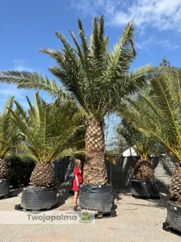 Phoenix canariensis - wys. pnia: 200cm, wys. całkowita z donicą: ok.650cm