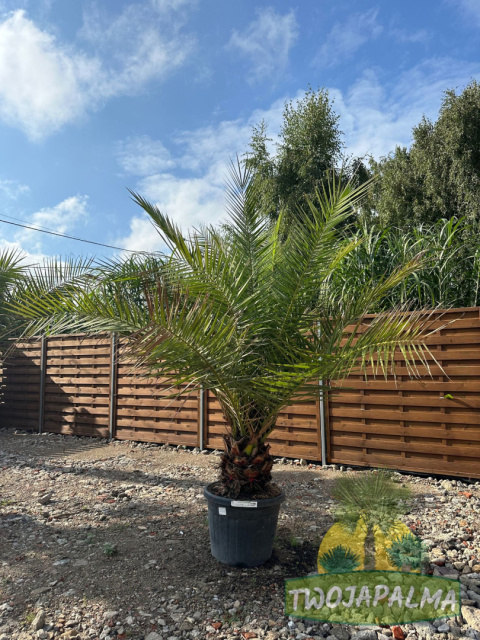 Phoenix canariensis - wys. pnia 30-40cm, wys. całkowita z donicą: 260-300cm