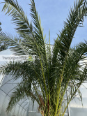 Phoenix canariensis - wys. pnia 30-40cm, wys. całkowita z donicą: ok. 380cm