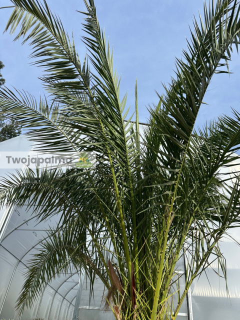 Phoenix canariensis - wys. pnia 30-40cm, wys. całkowita z donicą: ok. 380cm Phoenix canariensis - wys. pnia 30-40cm, wys. całkowita z donicą: ok. 380cm