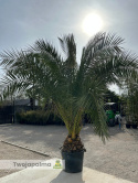 Phoenix canariensis - wys. pnia 30-40cm, wys. całkowita z donicą: ok. 380cm