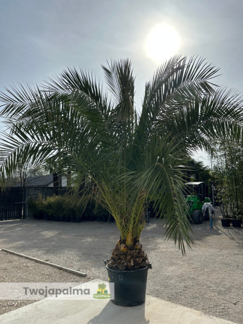 Phoenix canariensis - wys. pnia 30-40cm, wys. całkowita z donicą: ok. 380cm Phoenix canariensis - wys. pnia 30-40cm, wys. całkowita z donicą: ok. 380cm