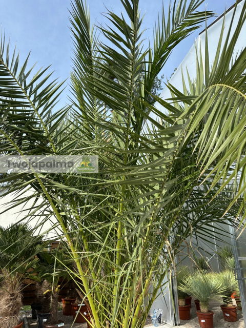 Phoenix canariensis - wys. pnia 30-40cm, wys. całkowita z donicą: ok. 380cm Phoenix canariensis - wys. pnia 30-40cm, wys. całkowita z donicą: ok. 380cm