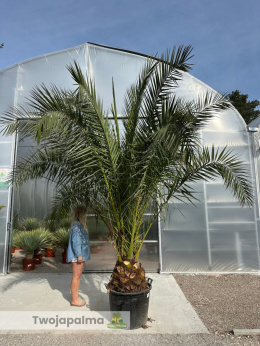 Phoenix canariensis - wys. pnia 30-40cm, wys. całkowita z donicą: ok. 380cm