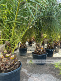 Phoenix canariensis - wys. pnia: 40-50cm, wys. całkowita z donicą: ok. 400cm