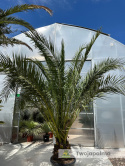 Phoenix canariensis - wys. pnia: 40-50cm, wys. całkowita z donicą: ok. 400cm