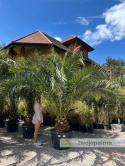Phoenix canariensis - wys. pnia: 40-50cm, wys. całkowita z donicą: ok. 400cm