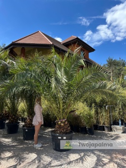Phoenix canariensis - wys. pnia: 40-50cm, wys. całkowita z donicą: ok. 370cm