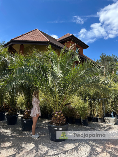 Phoenix canariensis - wys. pnia: 40-50cm, wys. całkowita z donicą: ok. 400cm Phoenix canariensis - wys. pnia: 40-50cm, wys. całkowita z donicą: ok. 400cm