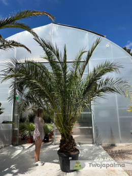 Phoenix canariensis - wys. pnia: 40-50cm, wys. całkowita z donicą: ok. 400cm