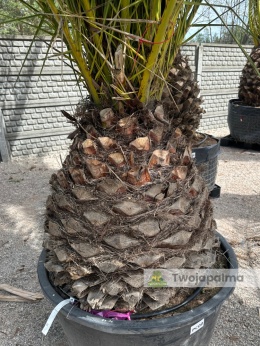 Phoenix canariensis - wys. pnia: 70-80cm, wys. całkowita z donicą: ok.320cm