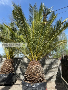 Phoenix canariensis - wys. pnia: 90-100cm, wys. całkowita z donicą: ok.350cm