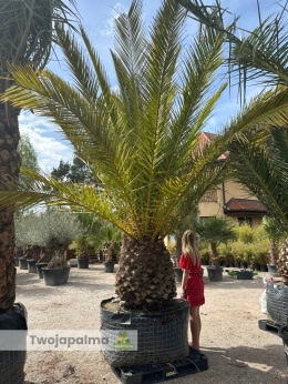 Phoenix canariensis - wys. pnia: 90-100cm, wys. całkowita z donicą: ok.400cm
