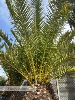 Palma Phoenix canariensis - wys. pnia: 90-100cm, wys. całkowita z donicą: ok.400cm PC07
