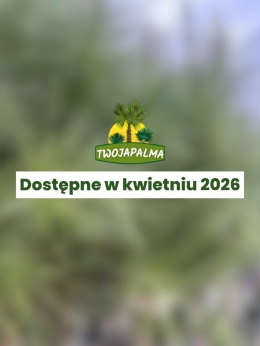 Pinus pinea - Sosna pinia