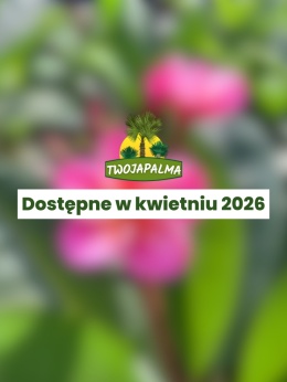 Plumeria - Plumeria rubra