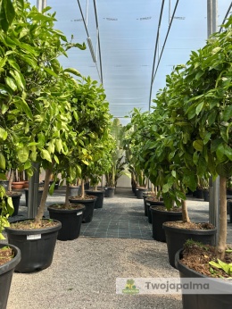 Pomarańcza słodka drzewko (Citrus sinensis) - wysokość całkowita z donicą: 160-170cm
