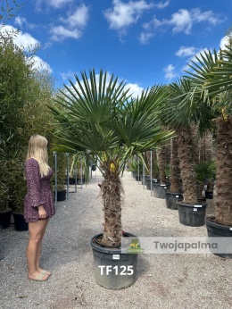 Palma Trachycarpus Fortunei - Szorstkowiec Fortunego pień: 80cm