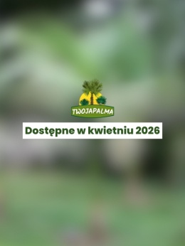 Archontophoenix alexandrae