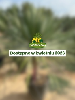 Dracena draco - Smocze drzewo