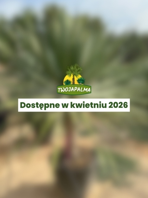 Dracena draco - Smocze drzewo