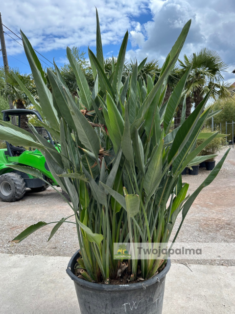 Strelitzia reginae/Strelicja królewska - wysokość całkowita z donicą: ok. 200cm Strelitzia reginae/Strelicja królewska - wysokość całkowita z donicą: ok. 200cm