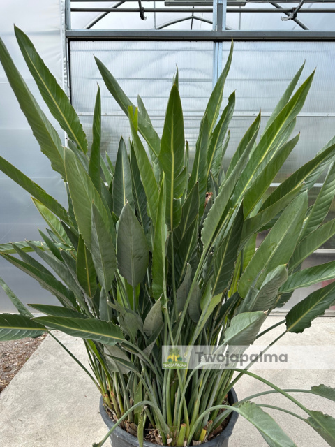 Strelitzia reginae/Strelicja królewska - wysokość całkowita z donicą: ok. 200cm Strelitzia reginae/Strelicja królewska - wysokość całkowita z donicą: ok. 200cm