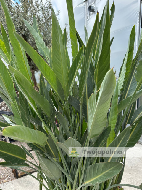 Strelitzia reginae/Strelicja królewska - wysokość całkowita z donicą: ok. 200cm Strelitzia reginae/Strelicja królewska - wysokość całkowita z donicą: ok. 200cm