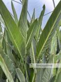 Strelitzia reginae/Strelicja królewska - wysokość całkowita z donicą: ok. 200cm
