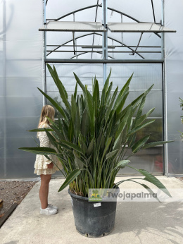 Strelitzia reginae/Strelicja królewska - wysokość całkowita z donicą: ok. 200cm