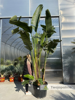 Strelitzia/Strelicja nicolai - 2 sadzonki w donicy, wys. całkowita z donicą: 400cm