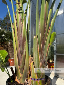 Strelitzia/Strelicja nicolai - 2 sadzonki w donicy, wys. całkowita z donicą: 400cm