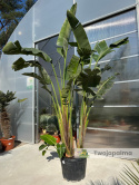 Strelitzia/Strelicja nicolai - 2 sadzonki w donicy, wys. całkowita z donicą: 400cm