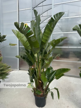 Strelitzia/Strelicja nicolai - 2/3 sadzonki w donicy, wys. całkowita z donicą: 200-230cm
