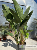 Strelitzia/Strelicja nicolai - 3 sadzonki w donicy, wys. całkowita z donicą: ok. 290cm