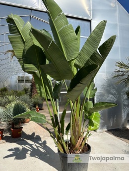 Strelitzia/Strelicja nicolai - 3 sadzonki w donicy, wys. całkowita z donicą: ok. 290cm