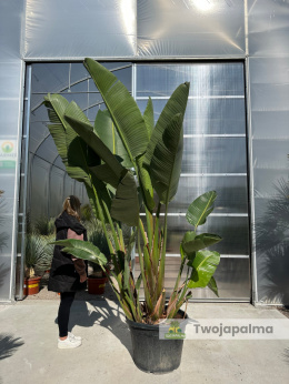 Strelitzia/Strelicja nicolai - 3 sadzonki w donicy, wys. całkowita z donicą: ok. 290cm