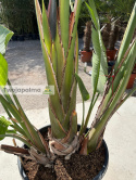 Strelitzia/Strelicja nicolai - 3 sadzonki w donicy, wys. całkowita z donicą: ok. 290cm